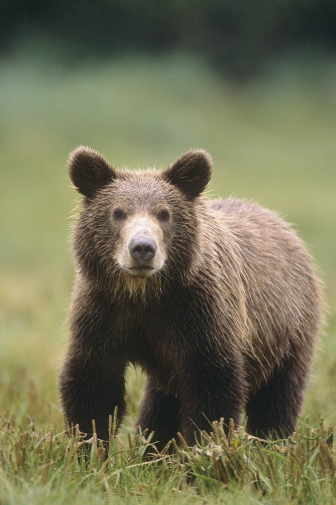Close Up Of A Brown Bear Standing In A Grassy Field Geographic Harbor Katmai National Park Southwest Alaska Summer Canvas Art - Tom Soucek Design Pics (12 x 18)