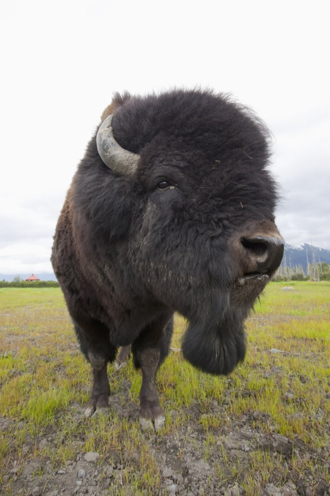 Close Up Of A Bull Wood Bison With Its Tongue Hanging Out Alaska Wildlife Conservation Center Southcentral Alaska Summer Captive Canvas Art - Doug Lindstrand Design Pics (12 x 19)