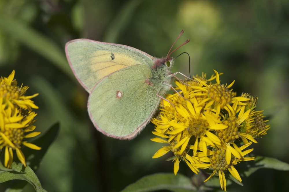 Close Up Of The Butterfly Hecla Sulphur On A Northern Goldenrod Flower In Denali National Park And Preserve Interior Alaska Summer Canvas Art - Kenneth Whitten Design Pics (19 x 12)