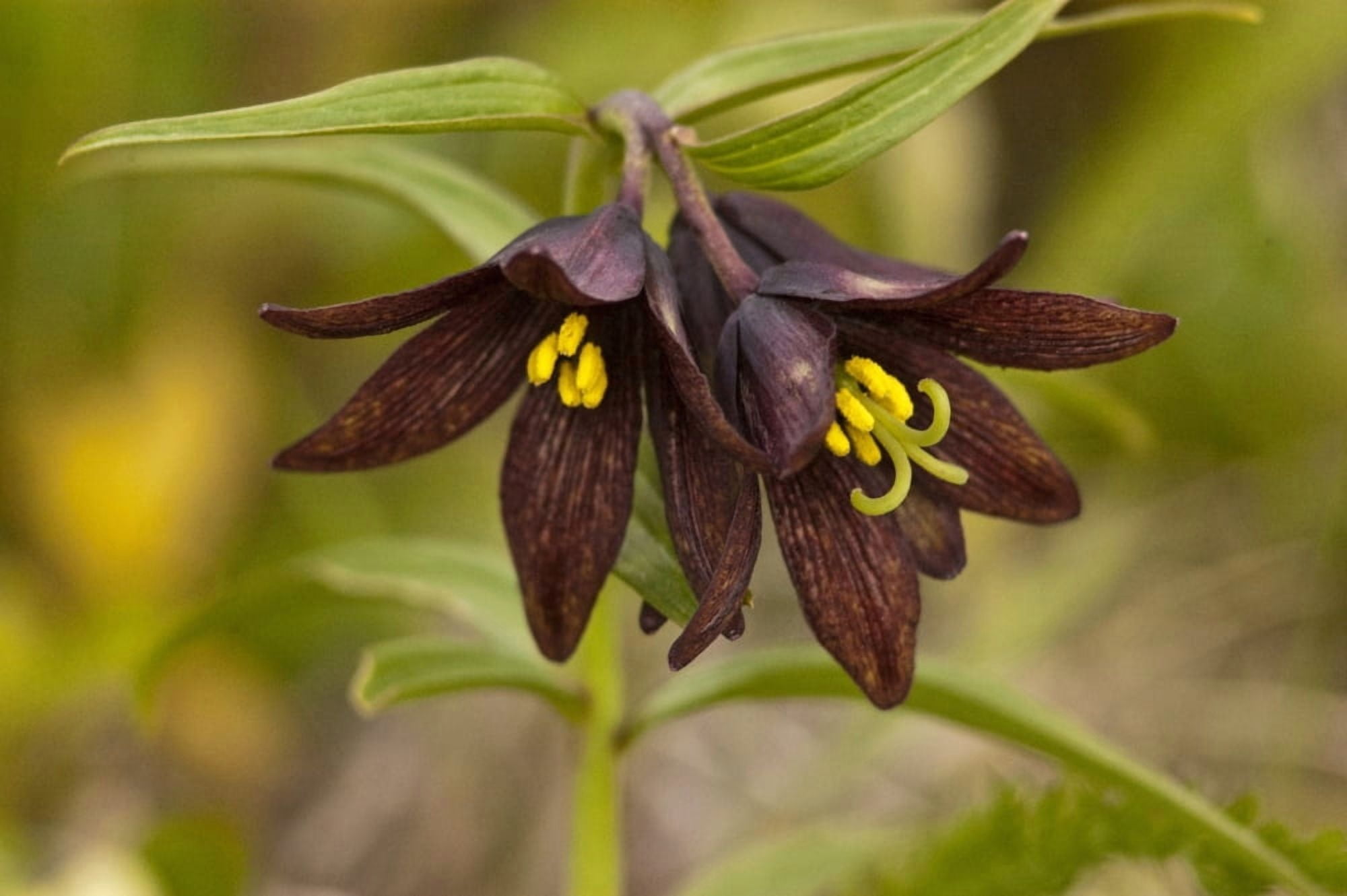 Close Up Of Chocolate Lily Blooms In The Eklutna Flats Along The Glenn Highway North Of Anchorage Southcentral Alaska SummerN Canvas Art - Carl Johnson Design Pics (17 x 11)