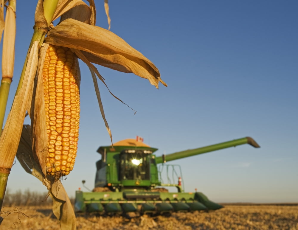 Close Up Of Feed Corn Grown For Biofuel And Out Of Focus Combine Loaded With Corn During The Harvest Near La Salle Manitoba Canvas Art - Dave Reede Design Pics (16 x 12)