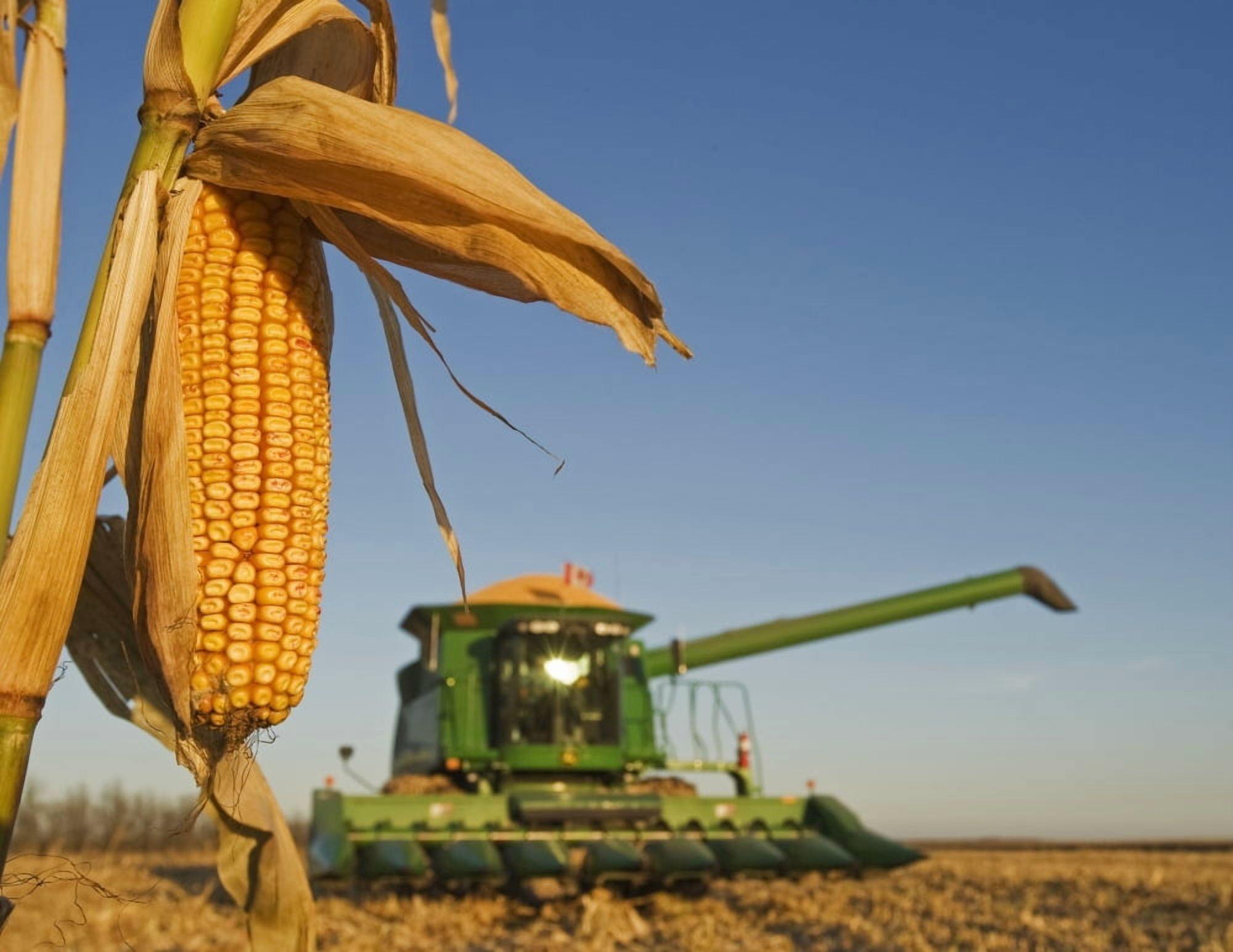 Close Up Of Feed Corn Grown For Biofuel And Out Of Focus Combine Loaded With Corn During The Harvest Near La Salle Manitoba Canvas Art - Dave Reede Design Pics (32 x 24)