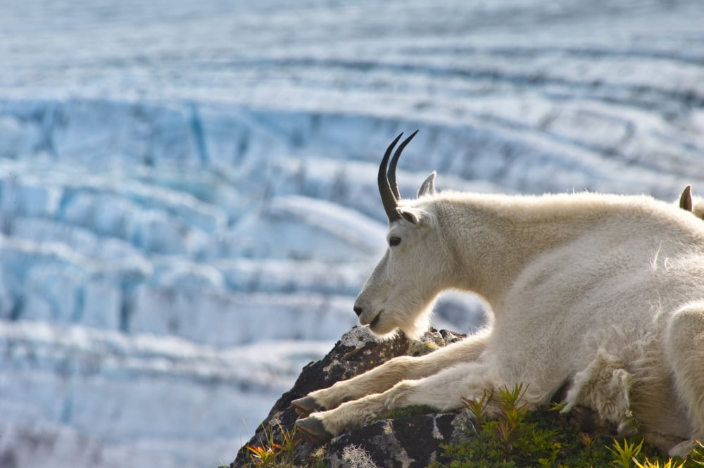Close Up Of A Female Mountain Goat Lying On A Hillside With Exit Glacier In The Background Southcentral Alaska Summer Canvas Art - Michael Jones Design Pics (34 x 22)
