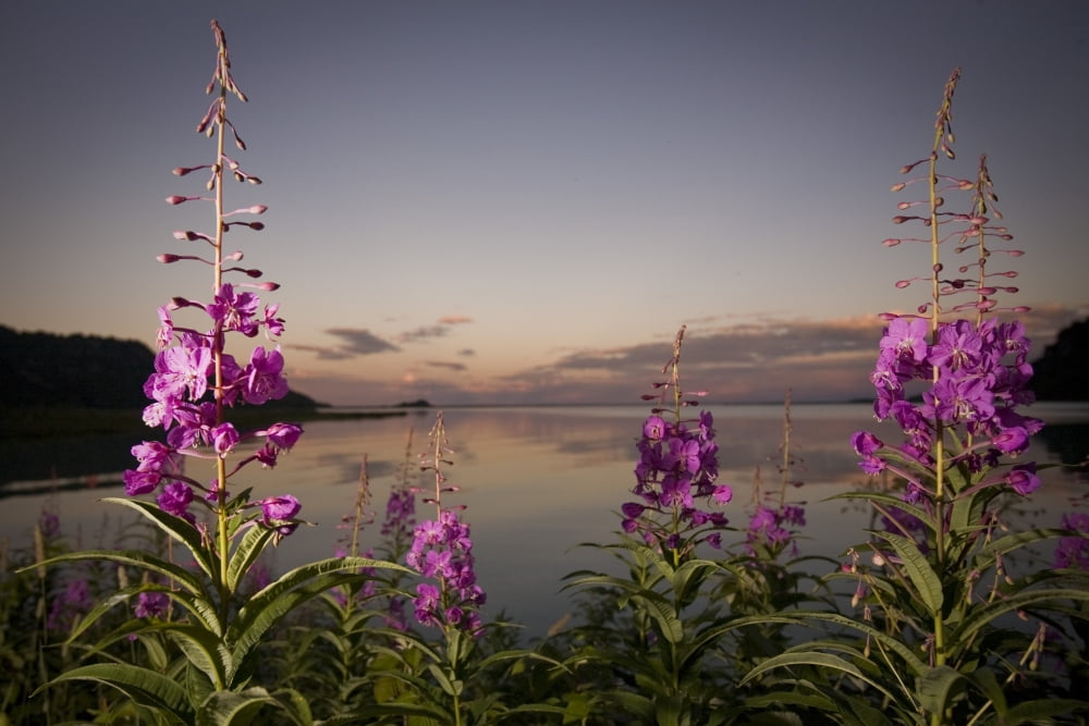 Close Up Of Fireweed With Big River Lakes In The Background At Sunset In Southcentral Alaska During Summer Canvas Art - Jim Kohl Design Pics (17 x 11)