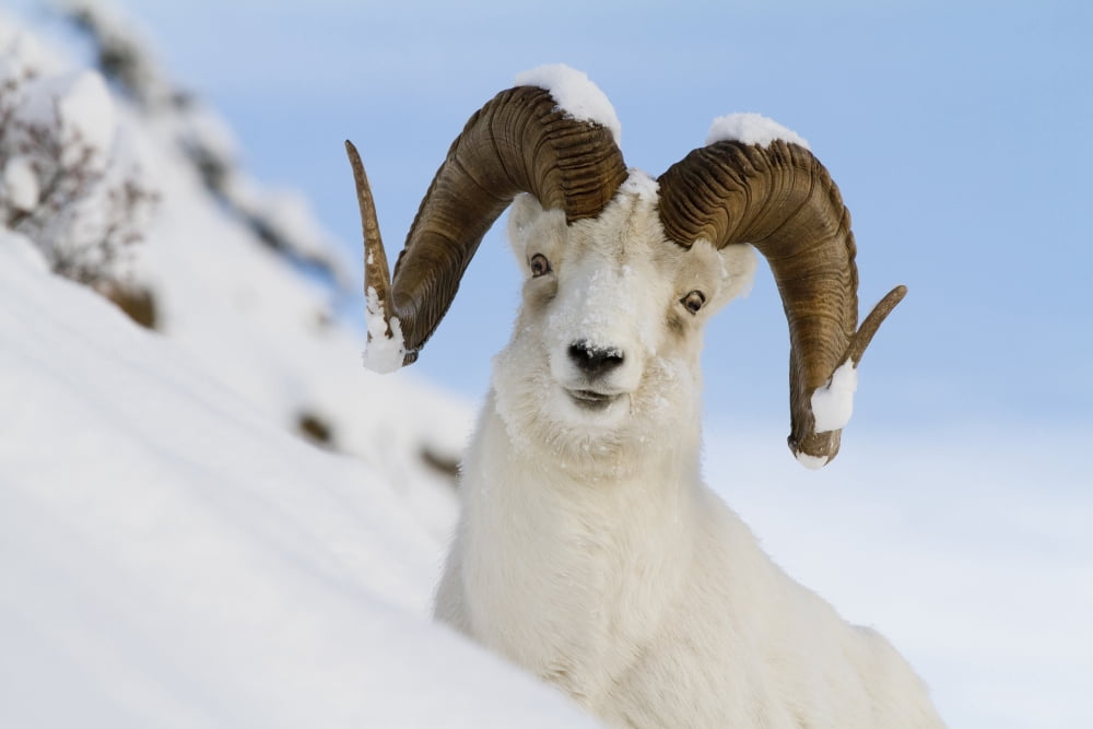 Close Up Of A Full-Curl Ram Dall Sheep Standing On A Steep Slope In Deep Snow Chugach Mountains Southcentral Alaska Winter Canvas Art - Doug Lindstrand Design Pics (17 x 11)