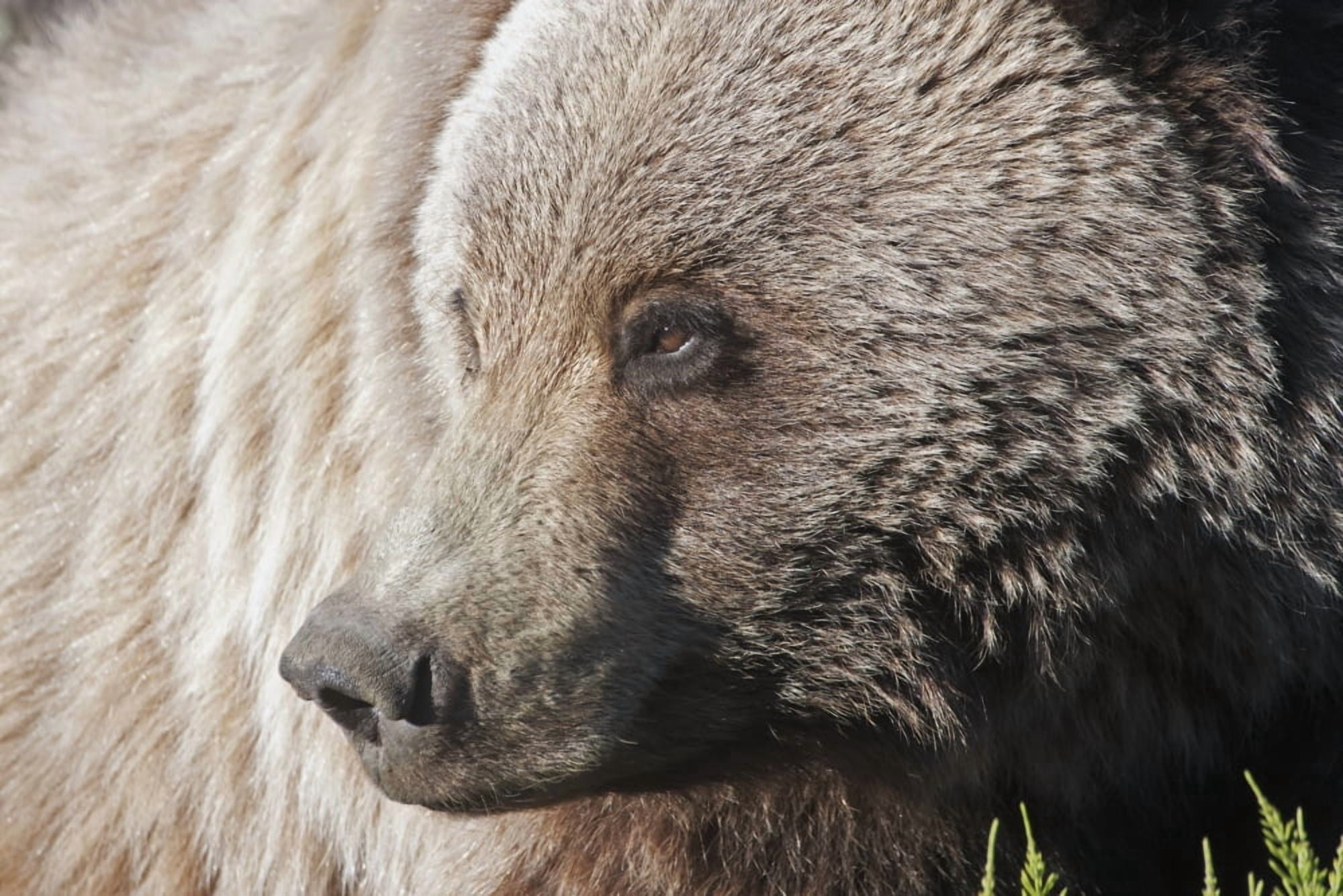 Close up of a Grizzly (Ursus arctos) near the Park road Denali National Park early summer Interior Alaska Canvas Art - Alissa Crandall  Design Pics (19 x 12)