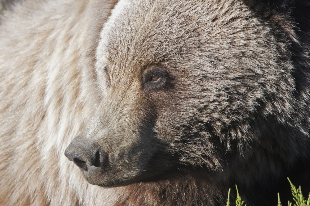 Close up of a Grizzly (Ursus arctos) near the Park road Denali National Park early summer Interior Alaska Canvas Art - Alissa Crandall Design Pics (38 x 24)
