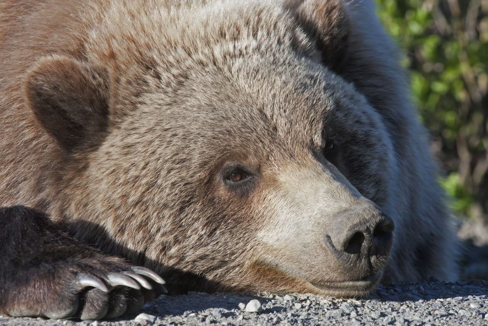Close up of a Grizzly (Ursus arctos) resting with his head on the Park road Denali National Park early summer Interior Alaska Canvas Art - Alissa Crandall Design Pics (38 x 24)