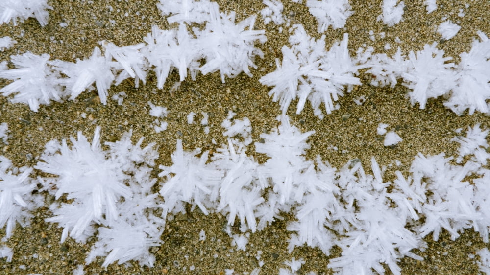Close Up Of Hoar Frost Along The North Fork Of The Nooksak River During Winter Mount Baker National Forest Washington Usa Canvas Art - Kevin Smith Design Pics (36 x 20)