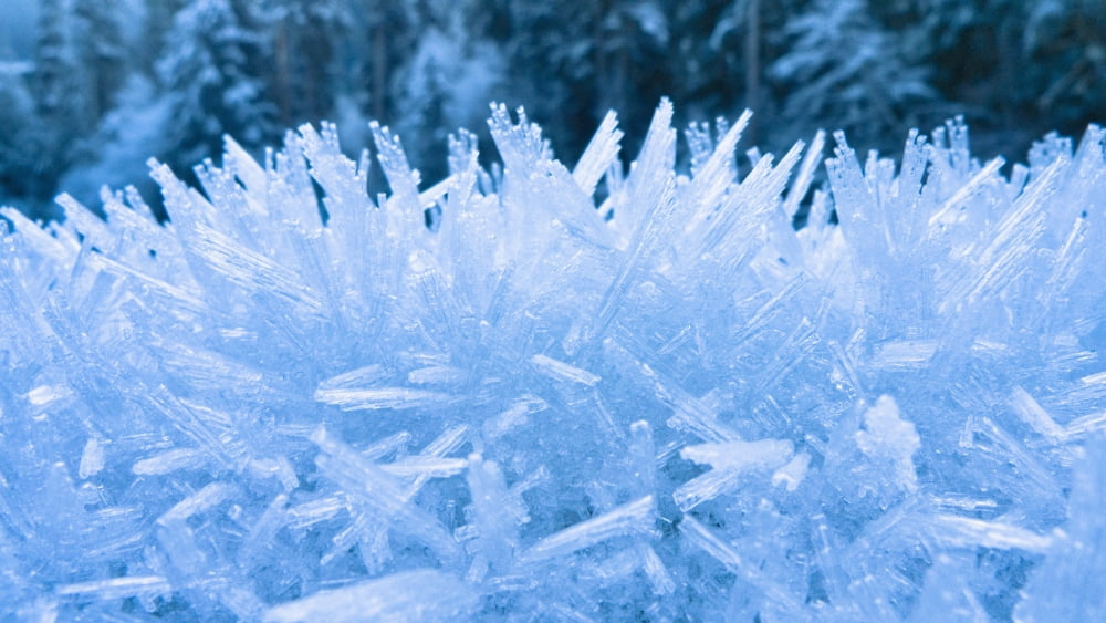 Close Up Of Hoar Frost Along The North Fork Of The Nooksak River During Winter Mount Baker National Forest Washington Usa Canvas Art - Kevin Smith Design Pics (40 x 22)