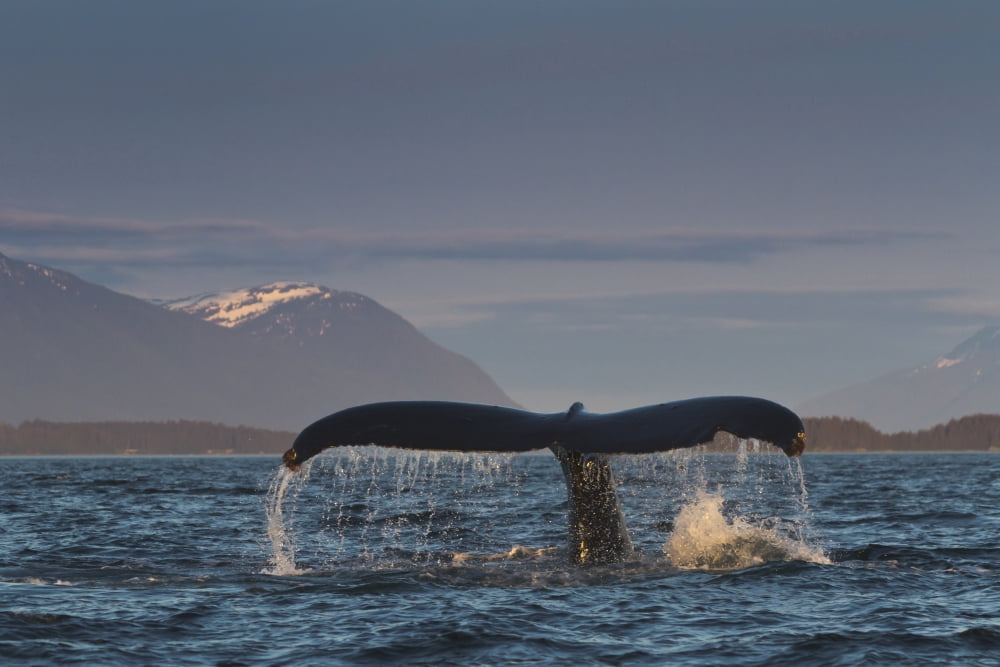 Close Up Of A Humpback Whale Tail Dripping Water As The Whale Dives In Lynn Canal Southeast Alaska Summer Canvas Art - Lynn Wegener Design Pics (17 x 11)