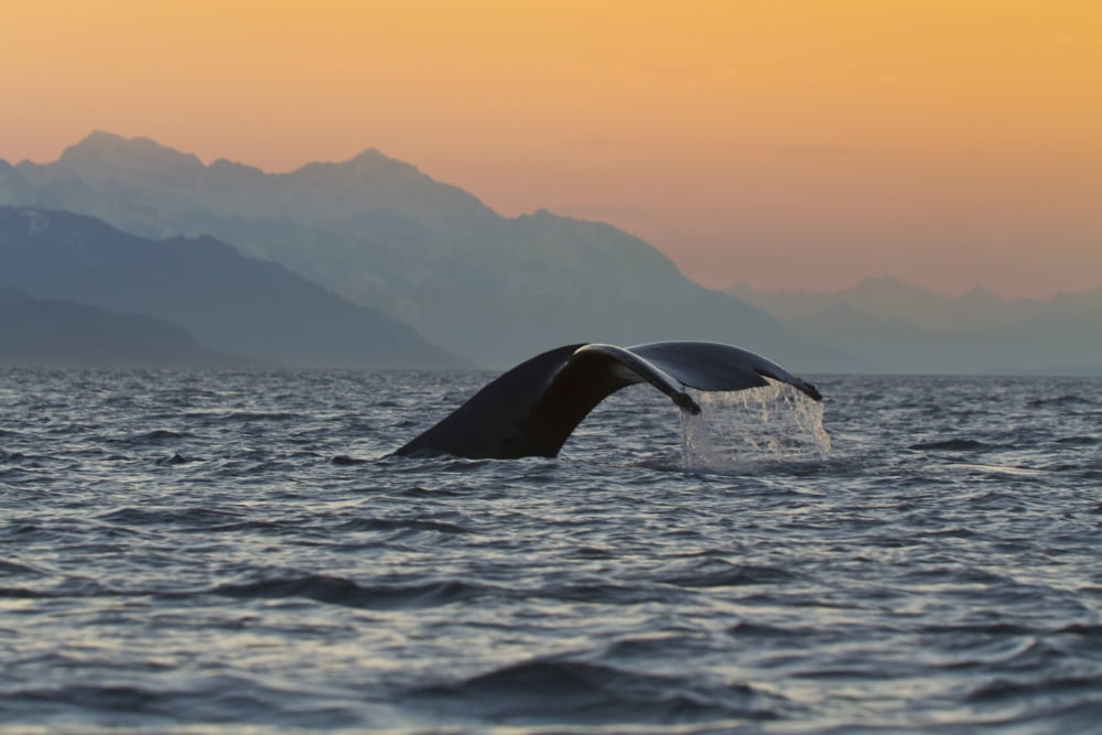 Close Up Of A Humpback Whale Tail Dripping Water As The Whale Dives In Lynn Canal Southeast Alaska Summer Canvas Art - Lynn Wegener Design Pics (17 x 11)