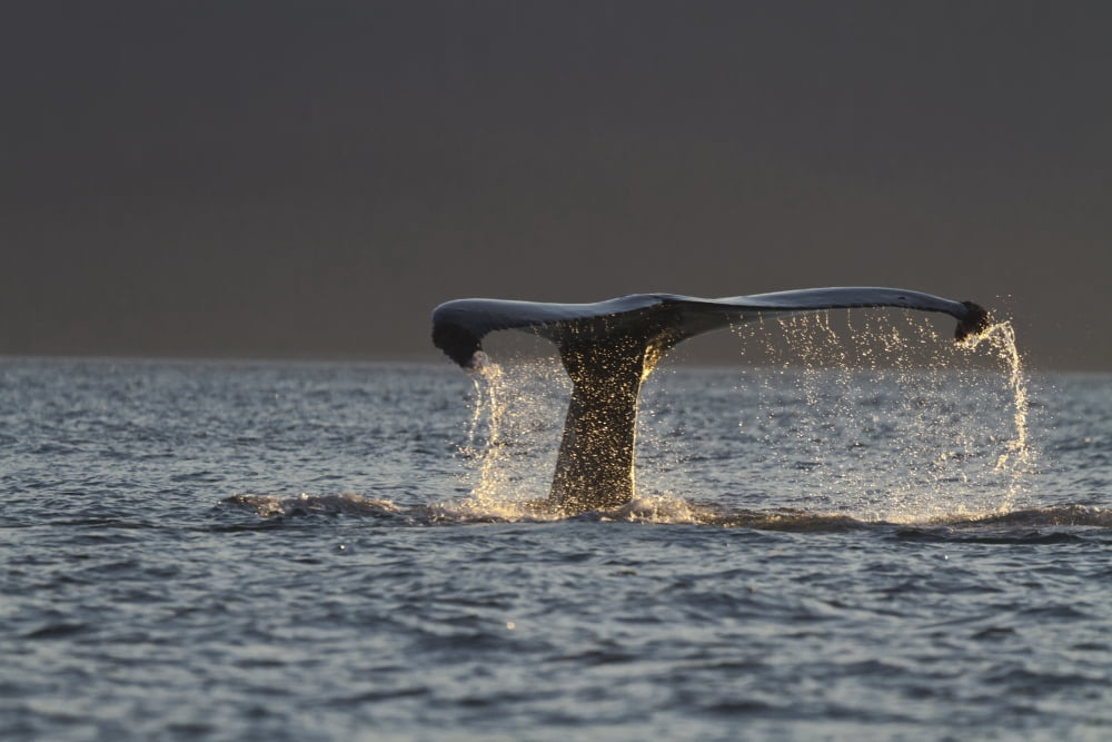 Close Up Of A Humpback Whale Tail Dripping Water As The Whale Dives In Lynn Canal Southeast Alaska Summer Canvas Art - Lynn Wegener Design Pics (17 x 11)