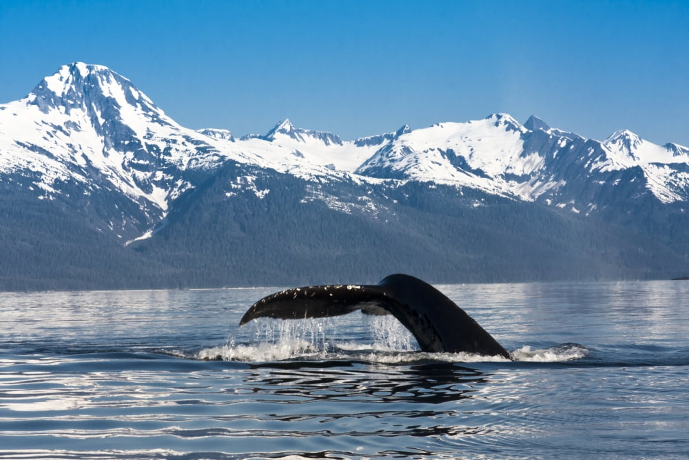 Close Up Of A Humpback Whale Tail Dripping Water As The Whale Dives In Lynn Canal Southeast Alaska Summer Canvas Art - Lynn Wegener Design Pics (17 x 11)