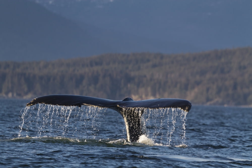 Close Up Of A Humpback Whale Tail Dripping Water As The Whale Dives In Lynn Canal Southeast Alaska Summer Canvas Art - Lynn Wegener  Design Pics (34 x 22)