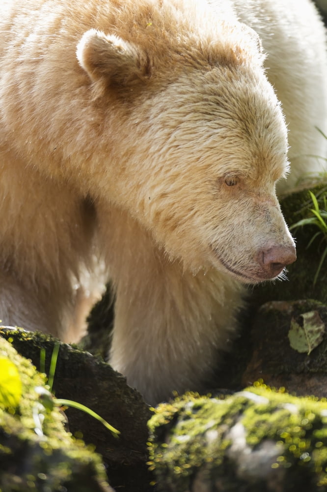 Close up of a Kermode Bear (Ursus americanus kermodei) along the coast of the Great Bear Rainforest British Columbia Canada Canvas Art - Daisy Gilardini Design Pics (12 x 19)