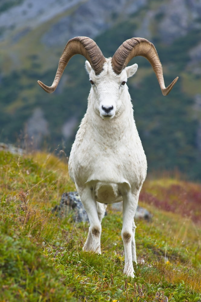 Close Up Of A Large Dall Sheep Ram Standing On Fall Tundra Near Savage River Valley In Denali National Park And Preserve Interior Alaska Autumn Canvas Art - Michael Jones Design Pics (12 x 19)