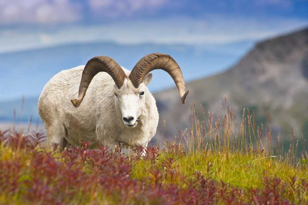 Close Up Of A Large Dall Sheep Ram Standing On Fall Tundra Near Savage River Valley In Denali National Park And Preserve Interior Alaska Autumn Canvas Art - Michael Jones Design Pics (19 x 12)