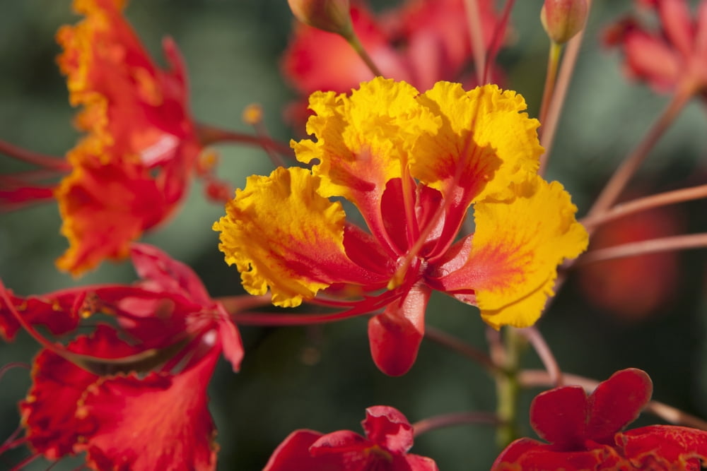 Close Up Of Mexican Bird Of Paradise (Caesalpinia Pulcherrima) Flowers Palm Springs California United States of America Canvas Art - Michael Interisano Design Pics (18 x 12)