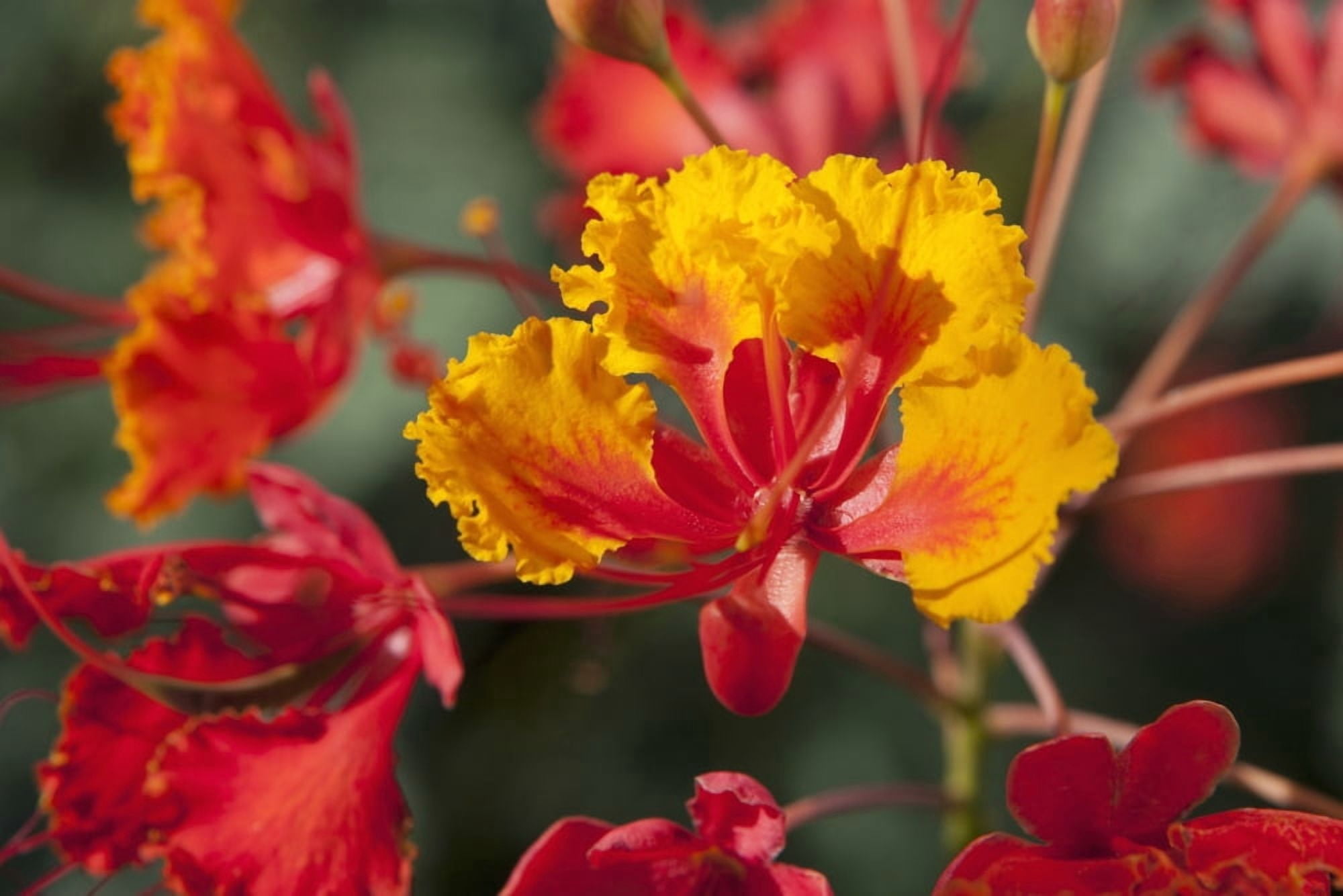 Close Up Of Mexican Bird Of Paradise (Caesalpinia Pulcherrima) Flowers Palm Springs California United States of America Canvas Art - Michael Interisano Design Pics (36 x 24)