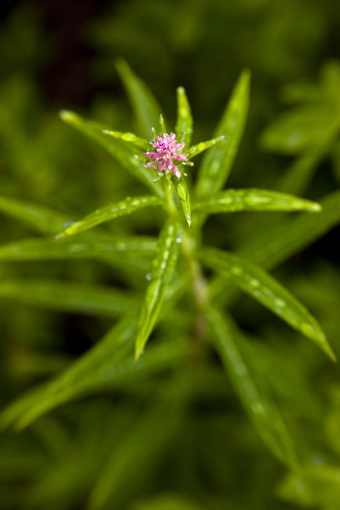 Close Up Of A New Fireweed Growth Shoup Bay State Marine Park Prince William Sound Southcentral Alaska Summer Canvas Art - Kevin Smith Design Pics (24 x 36)