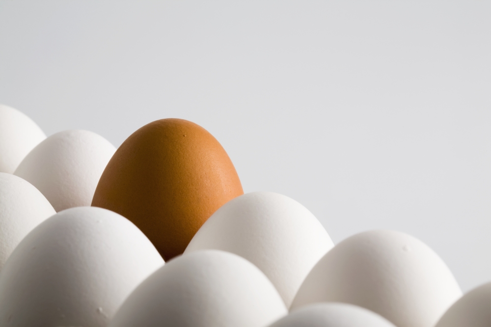 Close Up Of One Brown Shelled Egg Amongst Several White Shelled Eggs On A White Background Calgary Alberta Canada Canvas Art - Michael Interisano Design Pics (19 x 12)