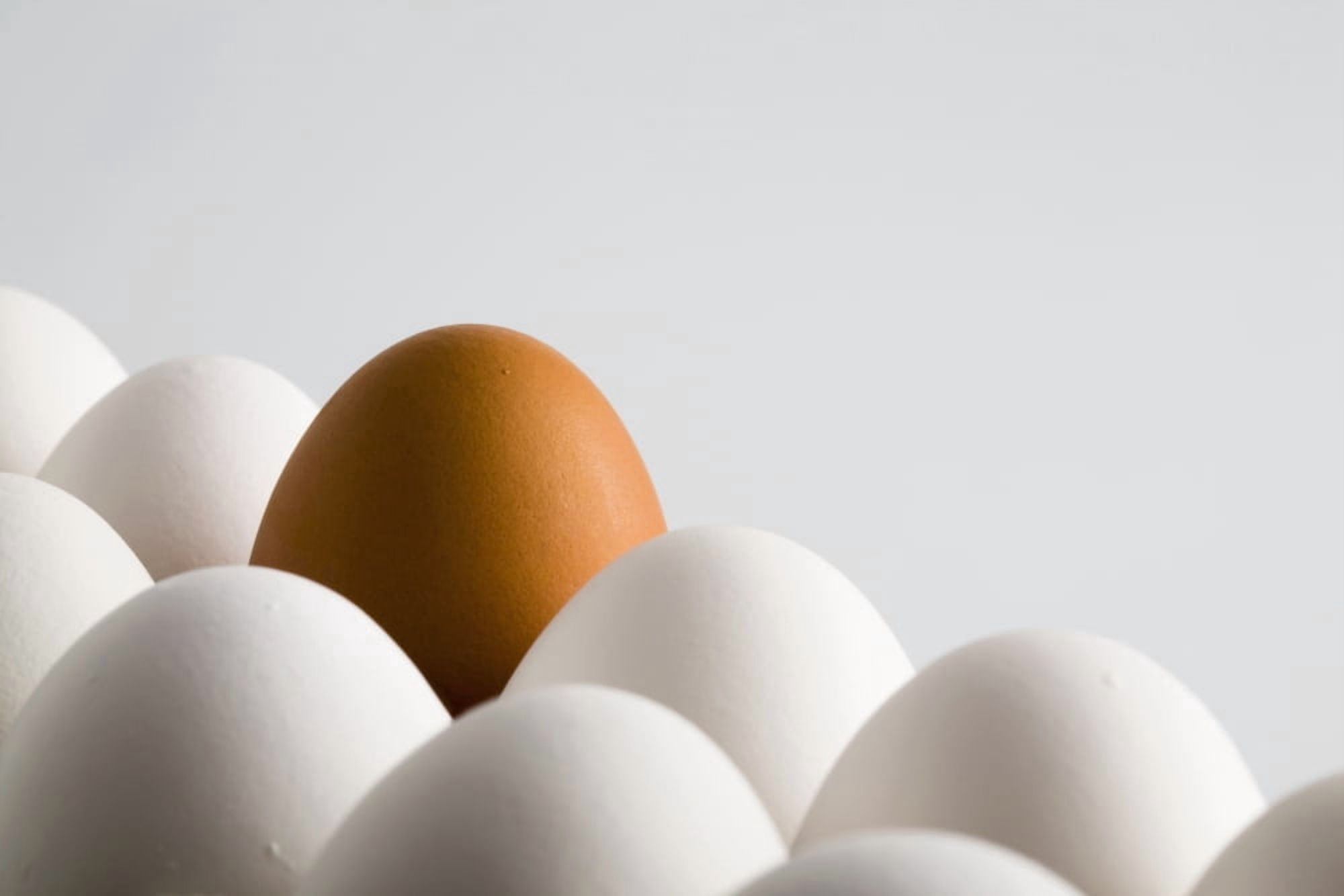 Close Up Of One Brown Shelled Egg Amongst Several White Shelled Eggs On A White Background Calgary Alberta Canada Canvas Art - Michael Interisano Design Pics (38 x 24)