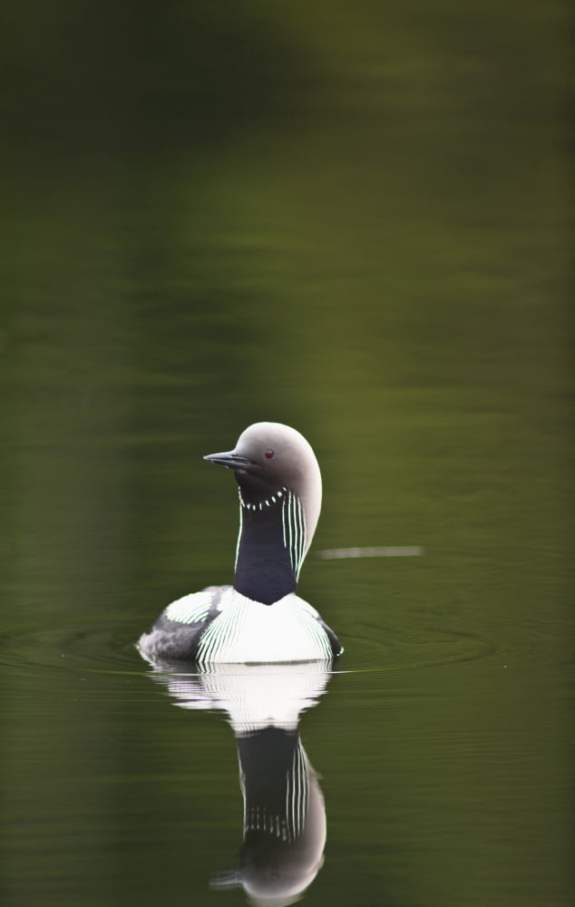 Close Up Of A Pacific Loon Swimming In A Pond In Chugach State Park Near Anchorage Southcentral Alaska Summer Canvas Art - Michael Jones Design Pics (24 x 38)