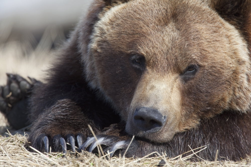 Close Up Portait Of A Sleepy Adult Brown Bear At The Alaska Wildlife Conservation Center Near Portage Southcentral Alaska Spring Captive Canvas Art - Doug Lindstrand Design Pics (38 x 24)