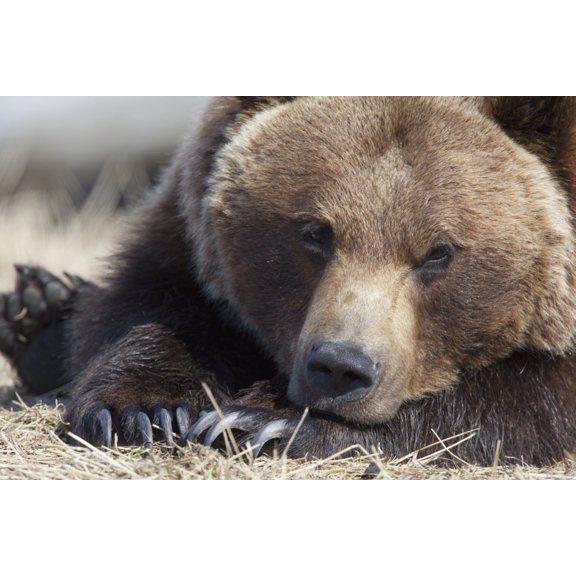 Close Up Portait Of A Sleepy Adult Brown Bear At The Alaska Wildlife Conservation Center Near Portage Southcentral Alaska Spring Captive Canvas Art - Doug Lindstrand Design Pics (38 x 24)