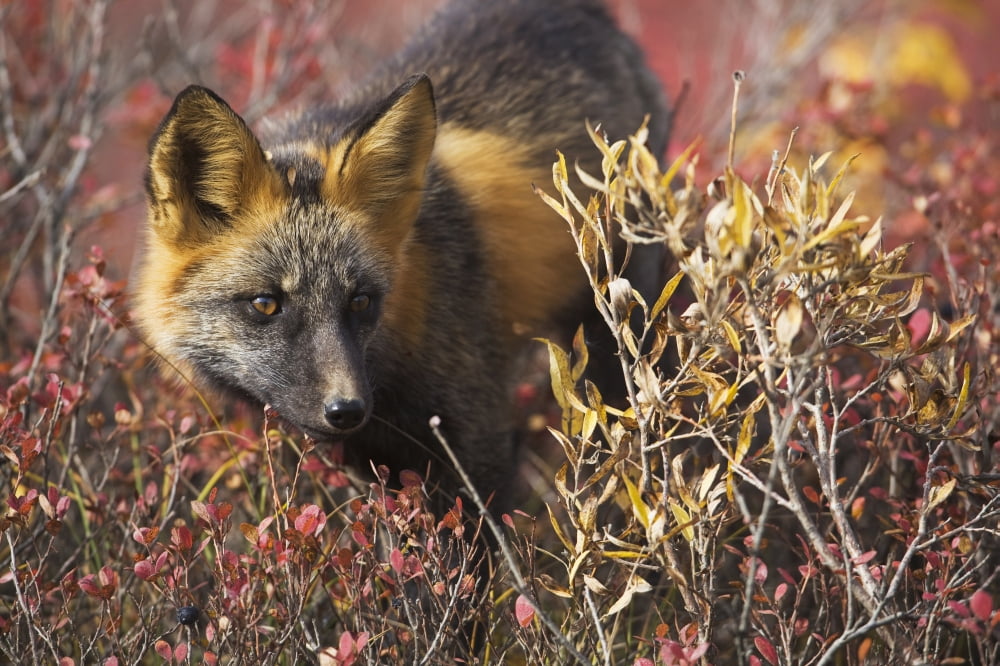 Close Up Portrait Of A Cross Fox Peering Through Blueberry And Willow Shrubs In Denali National Park Alaska Interior Fall Canvas Art - Milo Burcham Design Pics (17 x 11)