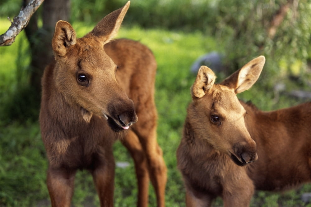 Close Up Of Two Captive Moose Calves At Alaska Wildlife Conservation Center Summer Southcentral Alaska Canvas Art - Doug Lindstrand Design Pics (34 x 22)