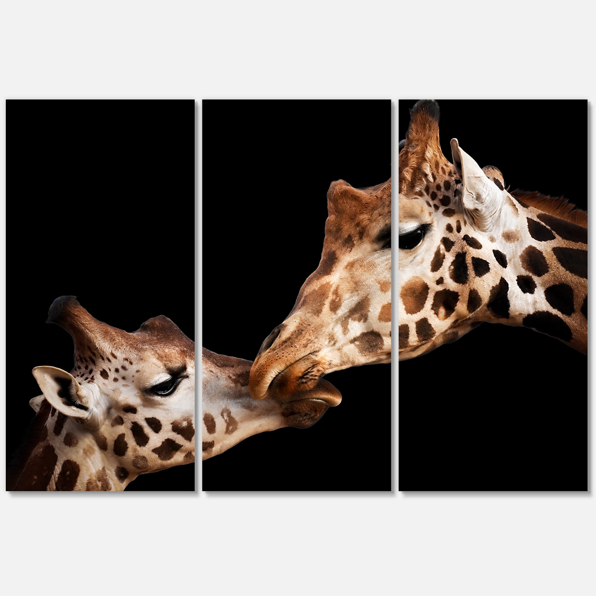 Close UP Of Two Giraffes Kissing II 28 in x 36 in Photography Canvas Art Print, by Designart