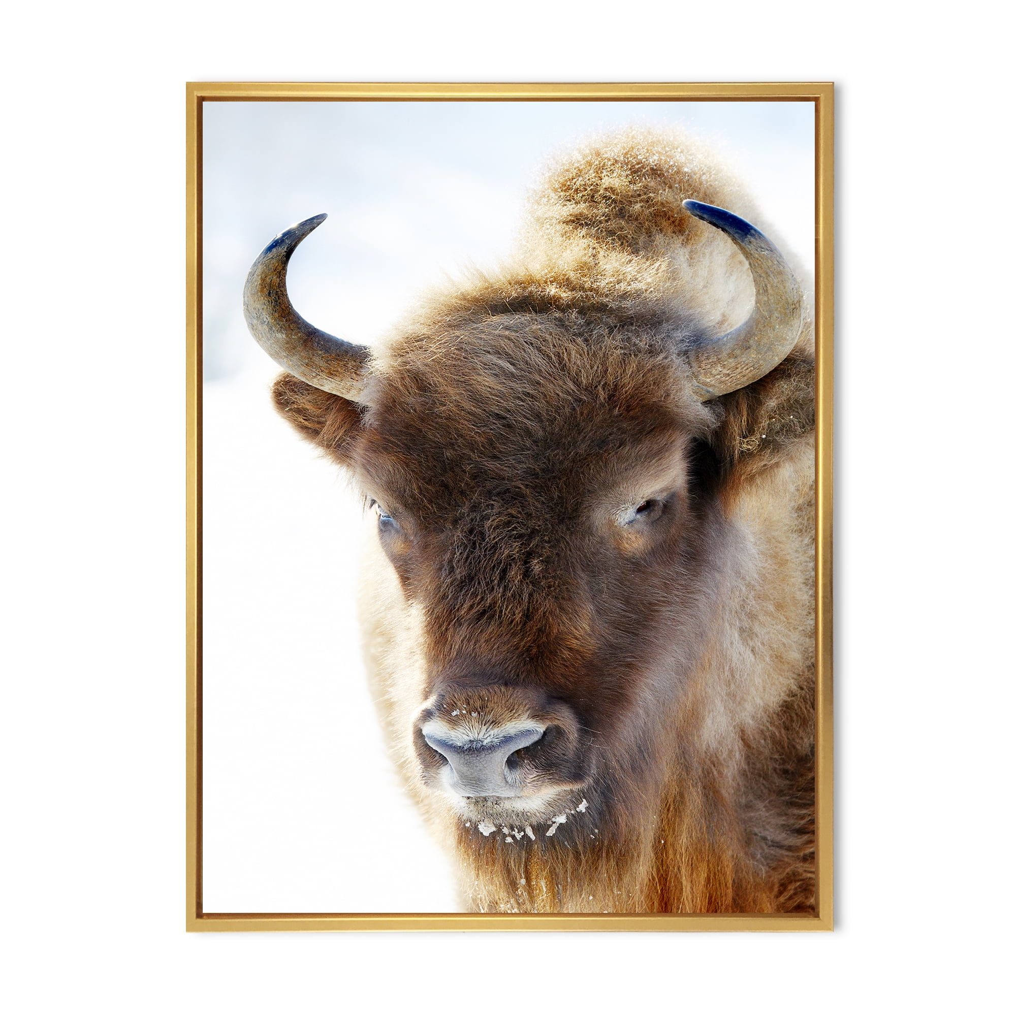 Close UP Of Wild Bison 12 in x 20 in Framed Photography Canvas Art Print, by Designart