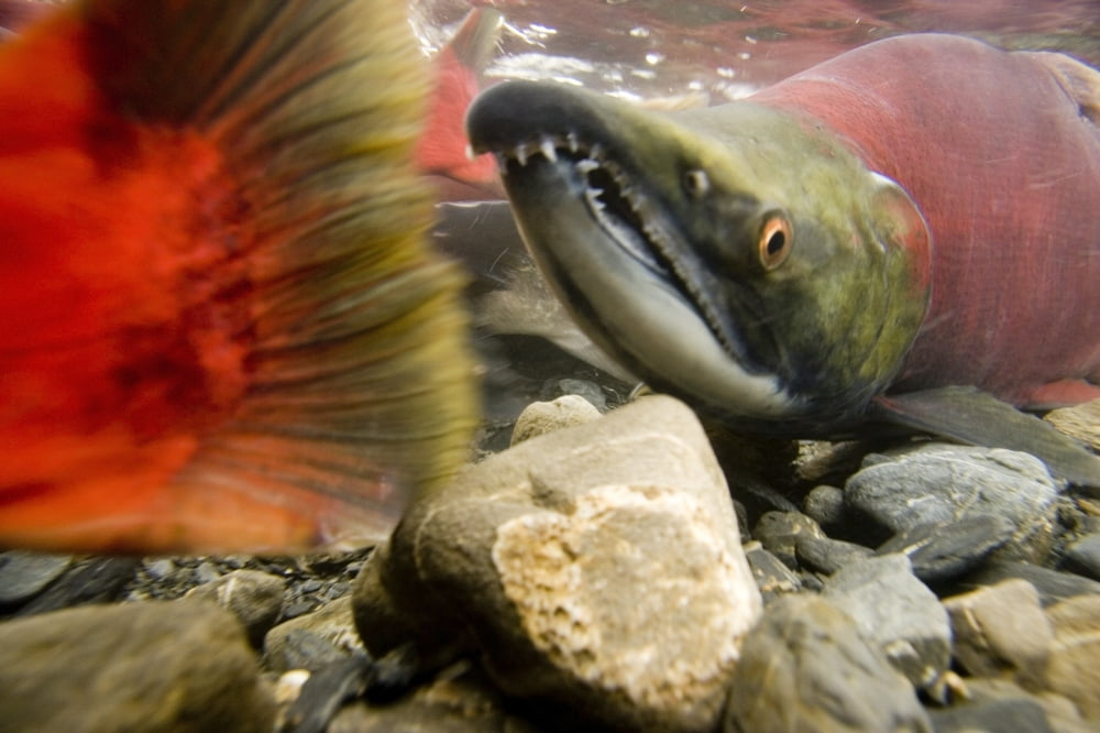 Close Up Underwater View Of Sockeye Red Salmon In Spawning Phase Bear Creek Seward Alaska Kenai Peninsula Summer Canvas Art - Doug Demarest Design Pics (34 x 22)