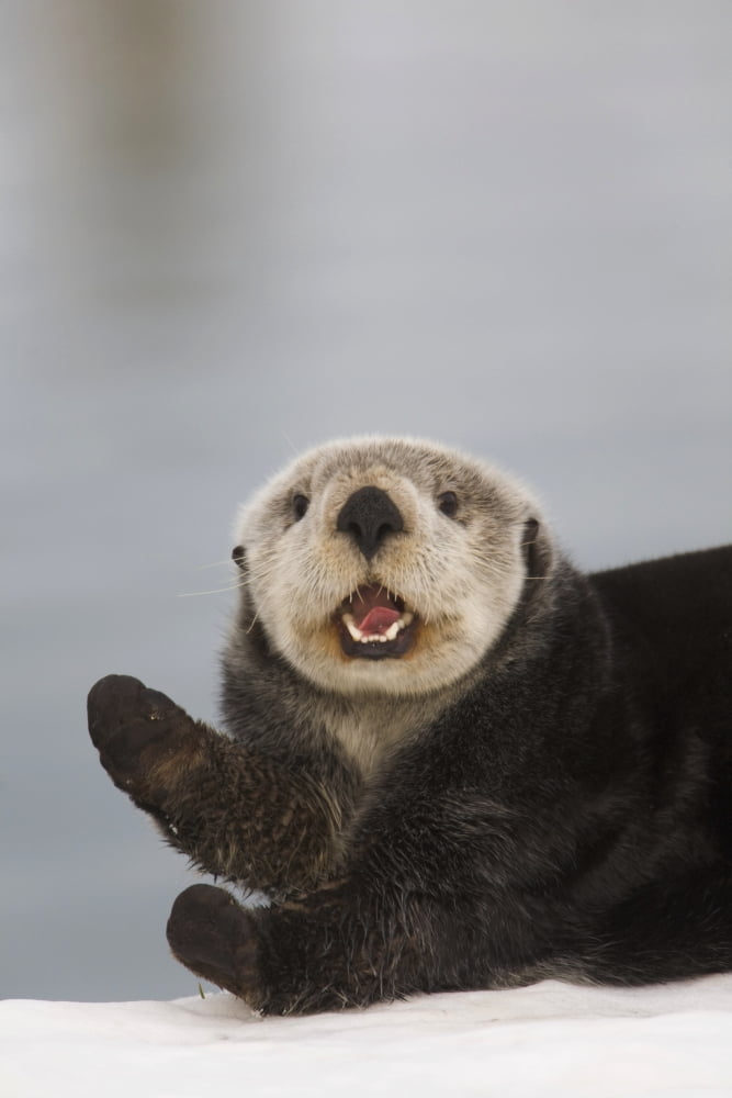 Close Up A Sea Otter In Prince William Sound Alaska Southcentral Winter Canvas Art - Milo Burcham Design Pics (12 x 19)