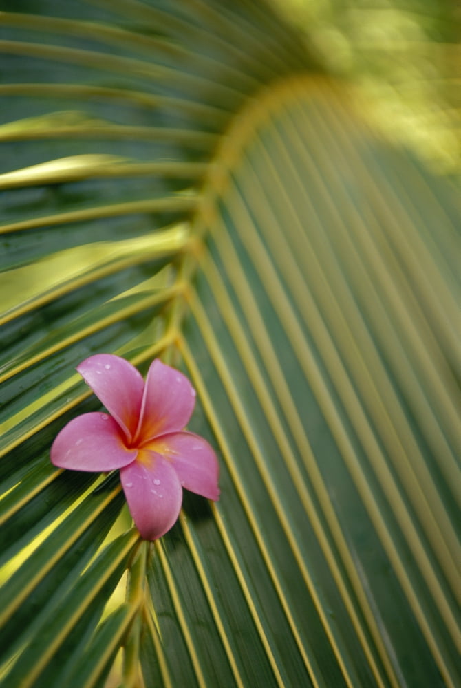 Close-Up Angled View Of One Pink Plumeria On Coconut Palm Leaf Selective Focus Canvas Art - Dana Edmunds Design Pics (12 x 19)