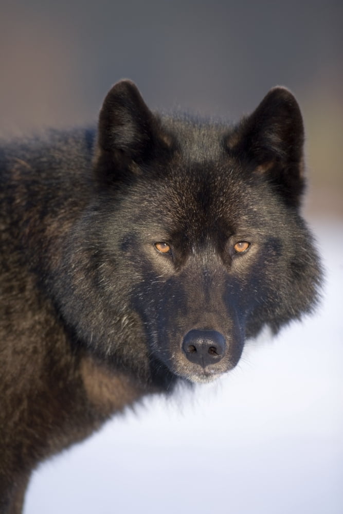 Close-Up Archipelago Wolf In Black Color Phase Standing On Snow Field Southeast Alaska Winter Tongass Nat Forest Canvas Art - John Hyde Design Pics (11 x 17)