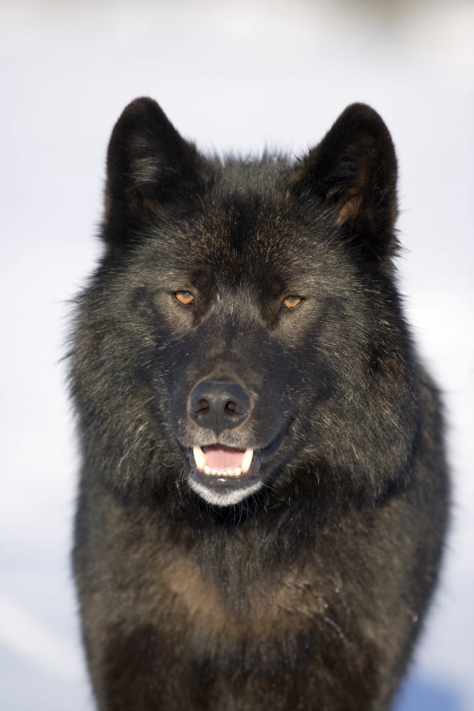 Close-Up Archipelago Wolf In Black Color Phase Standing On Snow Field Southeast Alaska Winter Tongass Nat Forest Canvas Art - John Hyde Design Pics (11 x 17)