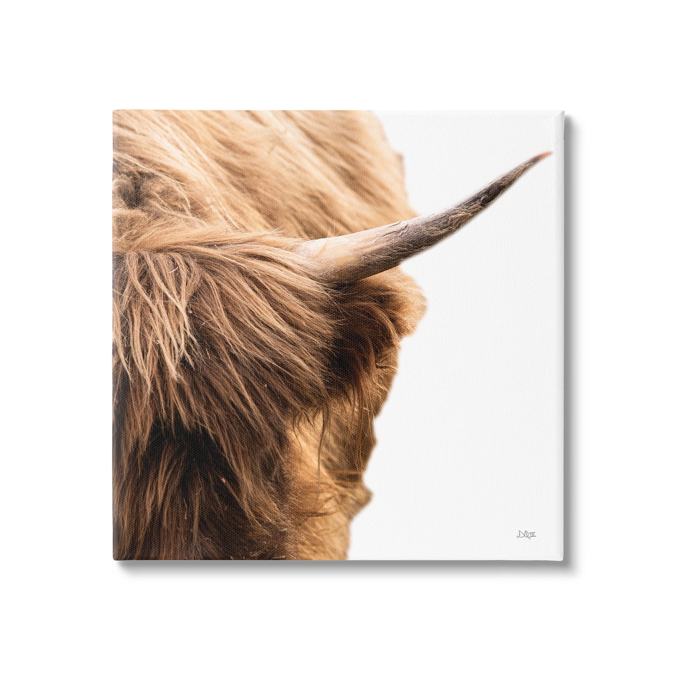 Close Up Cattle Horn Photography Animals & Insects Photograph Gallery Wrapped Canvas Print Wall Art