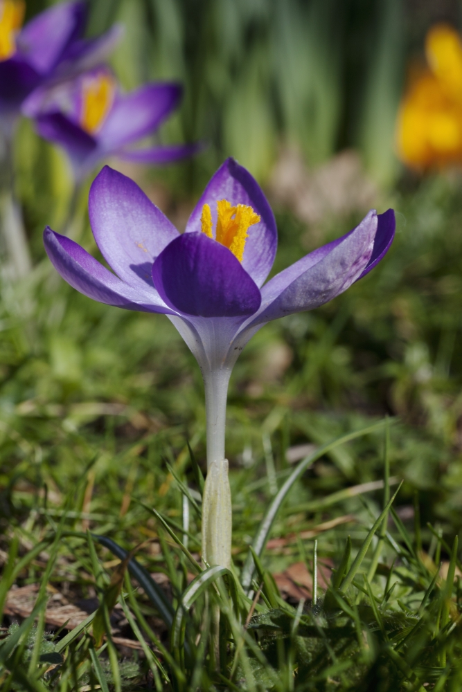 Close-Up Colorful Purple Flower Dumfries Scotland Canvas Art - John Short Design Pics (24 x 38)