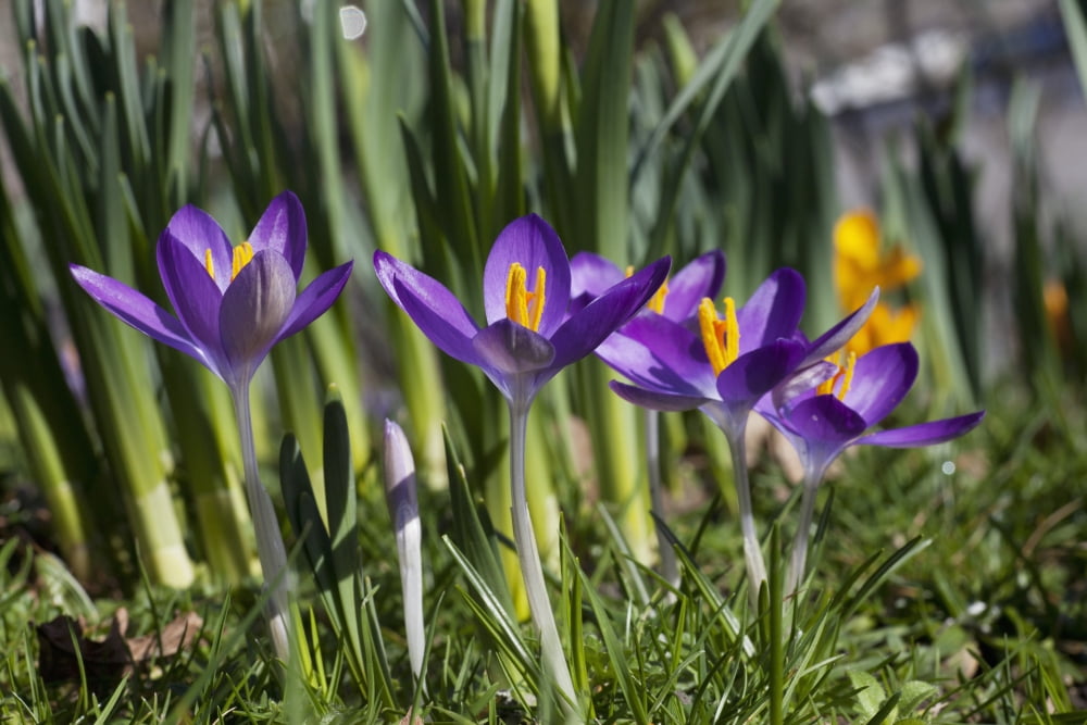 Close-Up Colorful Purple Flowers Dumfries Scotland Canvas Art - John Short Design Pics (38 x 24)