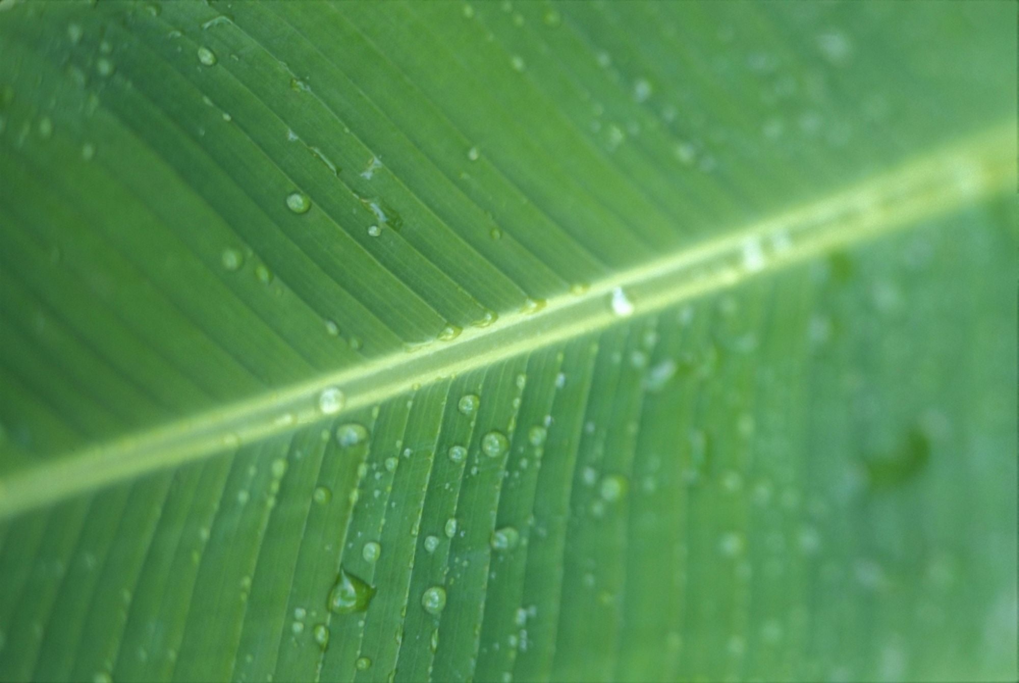 Close-Up Detail Green Banana Leaf With Droplets Of Water Dew Canvas Art - Dana Edmunds Design Pics (38 x 24)