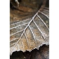 thumbnail image 1 of Close-Up Detail Of A Frost Covered Leaf; Alaska United States Of America by Scott Dickerson / Design Pics, 1 of 3