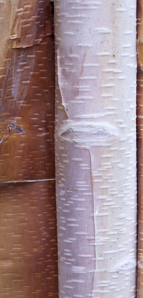 Close Up Detail Of Birch Bark Chugach State Park Southcentral Alaska Fall Canvas Art - Carl R Battreall Design Pics (20 x 44)