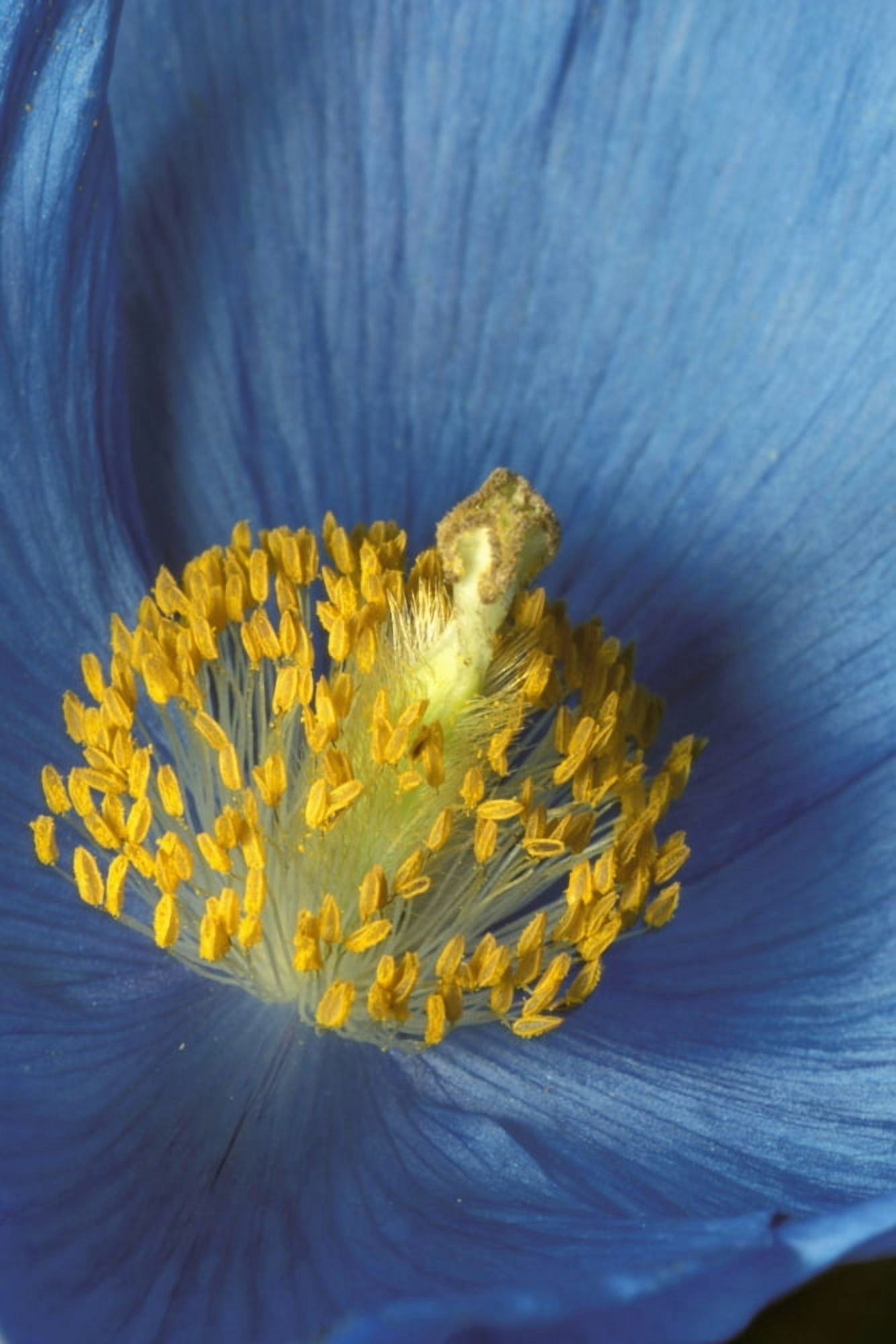 Close Up Detail Of Blue Poppy Canvas Art - Hal Gage Design Pics (24 x 38)