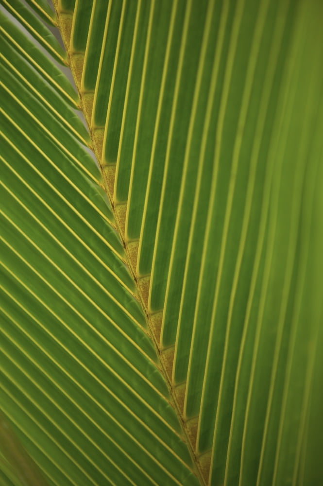 Close-Up Detail Of Coconut Palm Leaf Yellow And Green Canvas Art - Dana Edmunds Design Pics (12 x 18)