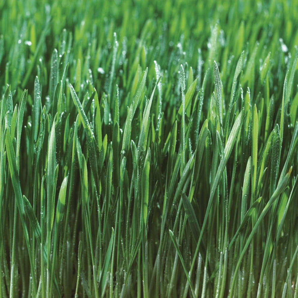 Close-Up Detail Of Fresh Wet Grass Canvas Art - Bruno Crescia Design Pics (15 x 15)