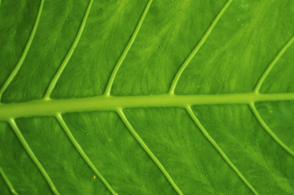 Close-Up Detail Of Green Elephant Ear Leaf With Drops Of Water Canvas Art - Dana Edmunds Design Pics (34 x 22)