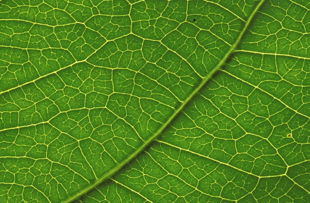 Close-Up Detail Of Leaf With Vein Patterns Beautiful Texture Canvas Art - Bill Brennan Design Pics (34 x 22)